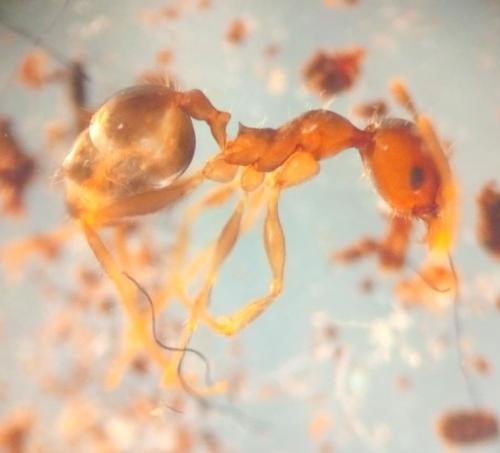 Pheidole sp.